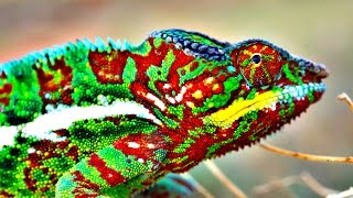 How Do Chameleons Change Color [upl. by Ewer952]