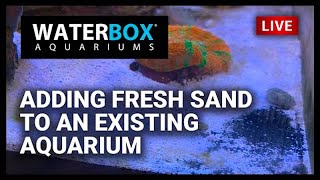 Episode 1 Adding Fresh Sand to an existing aquarium [upl. by Babbie331]