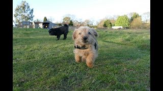 Sylvester  Norfolk Terrier Puppy  2 Weeks Residential Dog Training [upl. by Joseph]