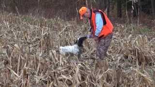 Pheasant Hunting with Pointers in Pennsylvania [upl. by Jodie]