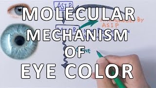 Molecular Genetics of Eye Color [upl. by Obidiah]