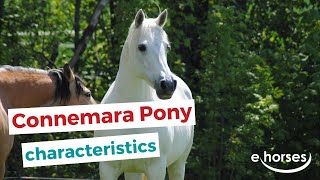 Connemara pony  characteristics origin amp disciplines [upl. by Philemol]