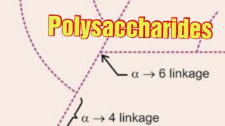 Polysaccharides Biochemistry [upl. by Olleina]