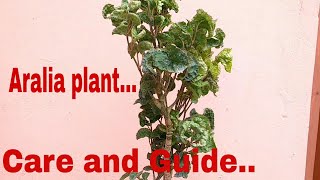 Aralia plant  How to care aralia plant care aralia plant [upl. by Yacano]