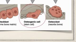 Bone Cells [upl. by Assirolc930]