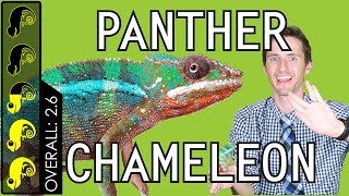 Panther Chameleon The Best Pet Lizard [upl. by Prudy]