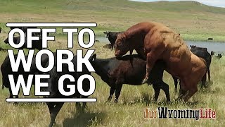 Putting Bulls In With The Cows on the Ranch [upl. by Akirret]