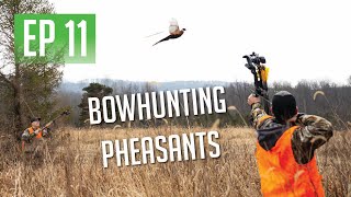 PHEASANT HUNTING WITH OUR BOWS [upl. by Sunny]