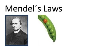 Mendel´s Laws  Inheritance [upl. by Zedecrem]