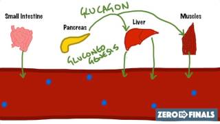 Blood Glucose Regulation and Diabetes [upl. by Aicinoid756]