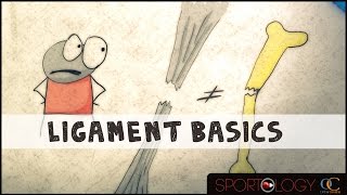 Ligament Basics  Science Explained [upl. by Hanej]