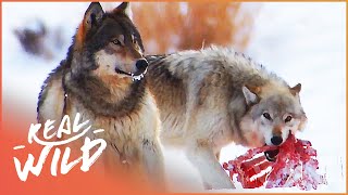 The Wild Wolves Of Yellowstone  The War Of The Wolf Packs Part 2  White Wolf  Real Wild [upl. by Gino653]