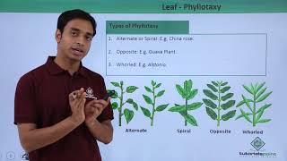 Class 11th – Leaf – Phyllotaxy  Morphology of Flowering Plants  Tutorials Point [upl. by Yettie975]