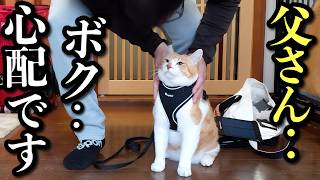 猫慣れしてない父との散歩が心配すぎる猫 [upl. by Zerk]