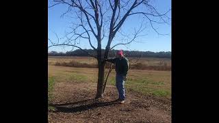 Pruning Neglected Pecan Trees [upl. by Sewell]