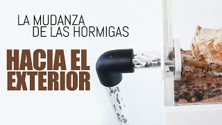 La Gran Mudanza de las Hormigas  Hacia el exterior del hormiguero  Messor barbarus  ALPHA [upl. by Eyeleen483]