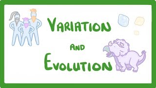 GCSE Biology  Variation and Evolution 68 [upl. by Hewett]