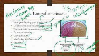 Enterobacteriaceae [upl. by Kirtley68]