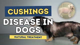 Cushings Disease in Dogs Natural Treatment [upl. by Innis345]