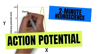 2Minute Neuroscience Action Potential [upl. by Einnaf]