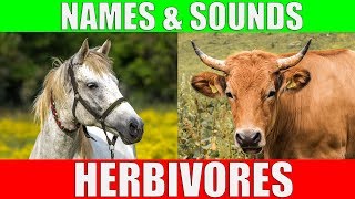 HERBIVOROUS ANIMALS Names and Sounds  Learn Herbivore Animals [upl. by Dustin672]