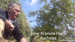 How to prune Hardy Fuchsias [upl. by Auohp20]