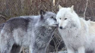 Wolves say quotHello I love You You too You as wellquot [upl. by Aicre]