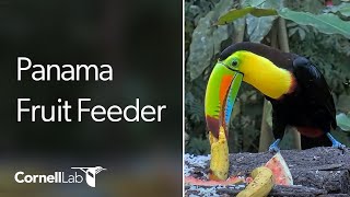 Panama Fruit Feeder Cam at Canopy Lodge  Cornell Lab [upl. by Schmeltzer32]