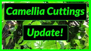 How to Grow  Propagate Camellias from Cuttings  Update [upl. by Ardnekahs]