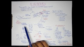 FIEBRE Fisiopatología [upl. by Cl]