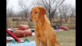 Fox Red Labrador Retriever Training Example [upl. by Ehctav784]