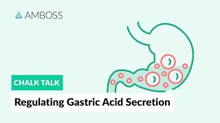 Regulating Gastric Acid Secretion Acetylcholine Gastrin and Histamine [upl. by Schramke]