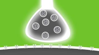 Lights Camera Action Potentials [upl. by Euqram]