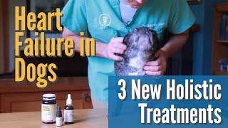 Heart Failure in Dogs 3 NEW Holistic Treatments [upl. by Huggins594]