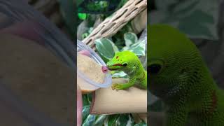 Giant Day Gecko eating at The Bio Dude Inc [upl. by Jaymee986]