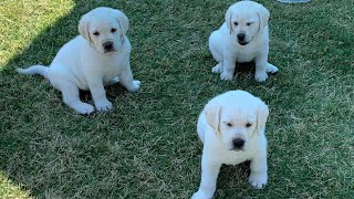 GREAT ESCAPE Adorable Lab Puppies Play Outside [upl. by Skelly]