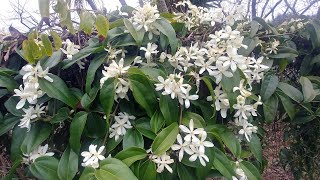 Pruning Clematis Armendii [upl. by Hsina]