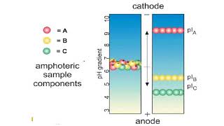 Isoelectric focusing gels II Protein Electrophoresis [upl. by Eidoc]