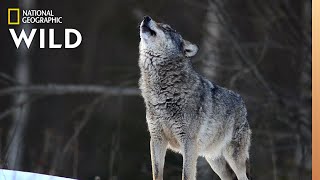 Wolves 101  Nat Geo Wild [upl. by Pembrook]