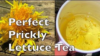 How To Make The Perfect Prickly Wild Lettuce Flower Tea Lactuca Serriola [upl. by Yendor]