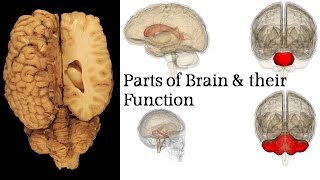 Biology – Forebrain Midbrain and Hindbrain structure Function in 5 minutes [upl. by Natanoj390]