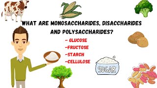 Monosaccharides disaccharidepolysaccharides sugarssucrosestarchcellulose [upl. by Ahsaeyt]