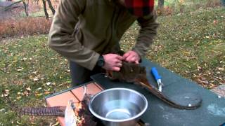 From Field to Table How to Clean a Pheasant [upl. by Mont542]