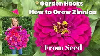 How to Grow Zinnias From Seed [upl. by Erual]