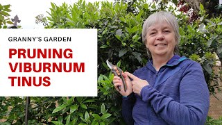 HOW TO PRUNE VIBURNUM TINUS [upl. by Nivra741]