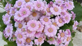 How to grow and care for Paricallis Hybrida Florists Cineraria [upl. by Jewel]