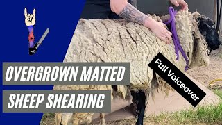 2x Speed Overgrown Sheep Shorn Voice Over [upl. by Eednim288]