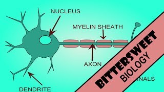 Action Potential Explained  The Neuron [upl. by Isbel]