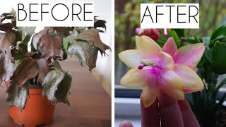 Dying Christmas Cactus Quick and easy way to get your succulent plant back [upl. by Dannon]