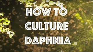 How To Culture Daphnia Magna [upl. by Nniuqal192]